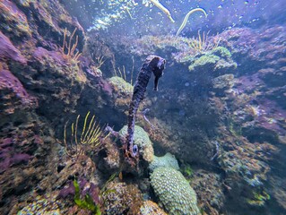 Diverse underwater ecosystem showcasing a seahorse among vibrant coral at a tropical reef during...