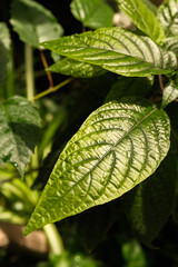 Piper auritum leaf macro in sunlight for concepts of natural beauty, health and tropical greenery