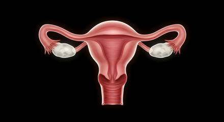 Uterus and Ovaries Diagram Showing Reproductive System Anatomy