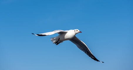 Seagulls flying on the beautiful blue sky, some chasing after food to eat at Bangpu, Samutprakarn in Thailand.