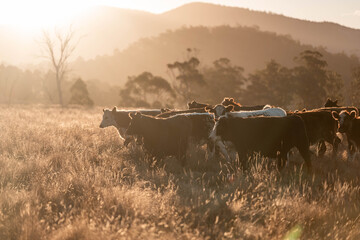 Beef Angus and Wagyu cows grazing in a field in a dry summer. Cow Herd on a farm practicing...
