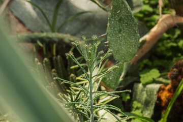 Euphorbia tirucalli branches in sunlight for concepts of minimalism, structure and soft light