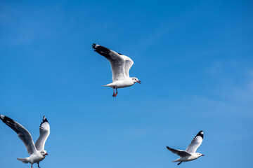 Seagulls flying on the beautiful blue sky, some chasing after food to eat at Bangpu, Samutprakarn in Thailand.