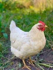 White chicken on the faymyard. Rural countryside scene with domestic poultry outdoors on green grass.
