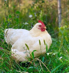 White chicken on the faymyard. Rural countryside scene with domestic poultry outdoors on green grass.