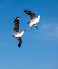 Seagulls flying on the beautiful blue sky, some chasing after food to eat at Bangpu, Samutprakarn in Thailand.