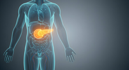 Human Body Anatomy Showing Pancreas Organ in 3d Illustration