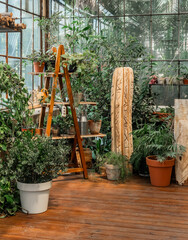 Scindapsus pictus vines and potted collection in rustic greenhouse for concepts of indoor greenery...
