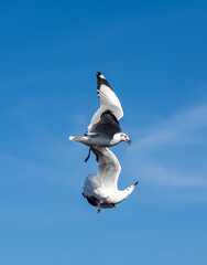 Seagulls flying on the beautiful blue sky, some chasing after food to eat at Bangpu, Samutprakarn in Thailand.