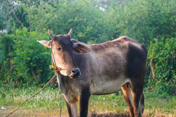 A serene stock photo featuring a beautiful cow peacefully grazing in a lush green meadow. The cow's...