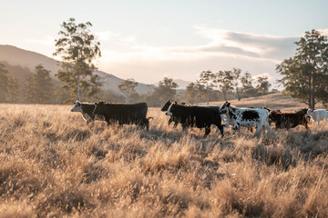 Beef Angus and Wagyu cows grazing in a field in a dry summer. Cow Herd on a farm practicing...