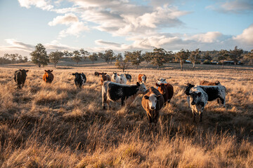 Beef Angus and Wagyu cows grazing in a field in a dry summer. Cow Herd on a farm practicing regenerative agriculture on a farming landscape. Fat Cattle at dusk