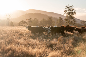 Beef Angus and Wagyu cows grazing in a field in a dry summer. Cow Herd on a farm practicing...