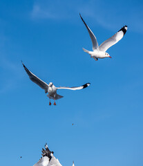 Seagulls flying on the beautiful blue sky, some chasing after food to eat at Bangpu, Samutprakarn in Thailand.