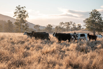 Beef Angus and Wagyu cows grazing in a field in a dry summer. Cow Herd on a farm practicing...