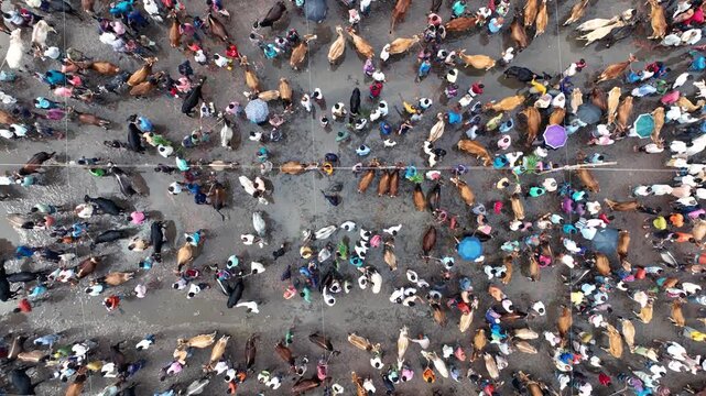 Bogura, Bangladesh - 23 August 2025: Aerial view of a bustling cattle market teeming with livestock and people under colorful makeshift shelters.