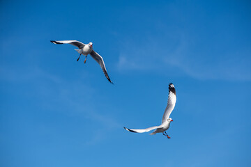 Seagulls flying on the beautiful blue sky, some chasing after food to eat at Bangpu, Samutprakarn in Thailand.