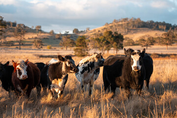 Beef Angus and Wagyu cows grazing in a field in a dry summer. Cow Herd on a farm practicing...