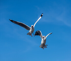 Seagulls flying on the beautiful blue sky, some chasing after food to eat at Bangpu, Samutprakarn in Thailand.