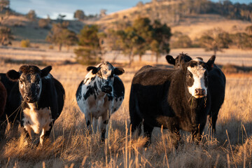 Beef Angus and Wagyu cows grazing in a field in a dry summer. Cow Herd on a farm practicing regenerative agriculture on a farming landscape. Fat Cattle at dusk