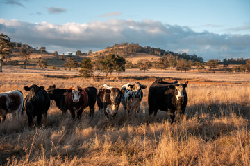 Beef Angus and Wagyu cows grazing in a field in a dry summer. Cow Herd on a farm practicing...