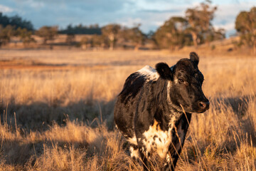 Beef Angus and Wagyu cows grazing in a field in a dry summer. Cow Herd on a farm practicing regenerative agriculture on a farming landscape. Fat Cattle at dusk
