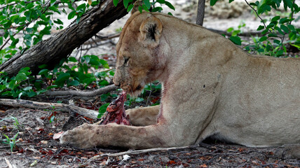 Lions on a kill in the Okavango delta