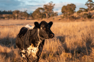 Beef Angus and Wagyu cows grazing in a field in a dry summer. Cow Herd on a farm practicing regenerative agriculture on a farming landscape. Fat Cattle at dusk