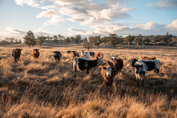 Beef Angus and Wagyu cows grazing in a field in a dry summer. Cow Herd on a farm practicing regenerative agriculture on a farming landscape. Fat Cattle at dusk