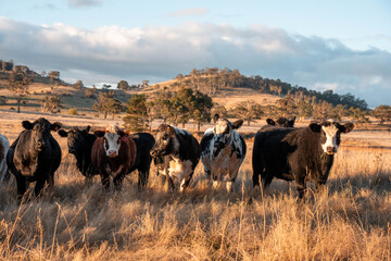 Beef Angus and Wagyu cows grazing in a field in a dry summer. Cow Herd on a farm practicing...