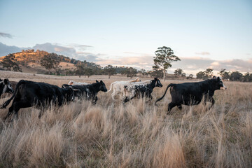 Beef Angus and Wagyu cows grazing in a field in a dry summer. Cow Herd on a farm practicing regenerative agriculture on a farming landscape. Fat Cattle at dusk