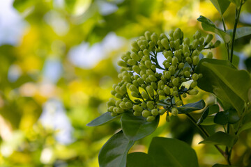 Close-up of numerous green, tightly clustered flower buds on a tree branch