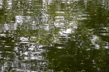 An overhead shot of water with gentle ripples reflecting green foliage and light, creating an abstract