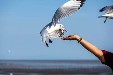 Seagull flying in the sky, chasing after food feeding by local people along the sea shore area.