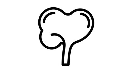 Simple line drawing of a human bladder, anatomical illustration.