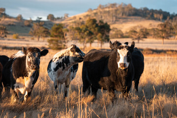 Beef Angus and Wagyu cows grazing in a field in a dry summer. Cow Herd on a farm practicing...
