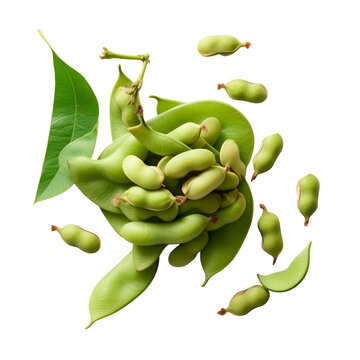 Fresh Green Hyacinth Beans Pods and Seeds Floating on Black Background