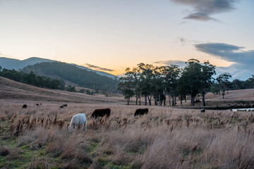 Beef Angus and Wagyu cows grazing in a field in a dry summer. Cow Herd on a farm practicing regenerative agriculture on a farming landscape. Fat Cattle at dusk