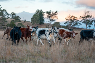 Beef Angus and Wagyu cows grazing in a field in a dry summer. Cow Herd on a farm practicing...