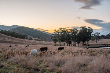 Beef Angus and Wagyu cows grazing in a field in a dry summer. Cow Herd on a farm practicing regenerative agriculture on a farming landscape. Fat Cattle at dusk
