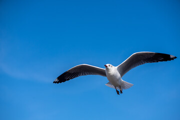 Seagulls flying on the beautiful blue sky, some chasing after food to eat at Bangpu, Samutprakarn in Thailand.