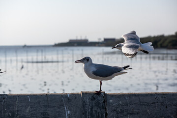 Seagulls standing on the rail, prepare to take off into the sea shore area or resting on the ramp.