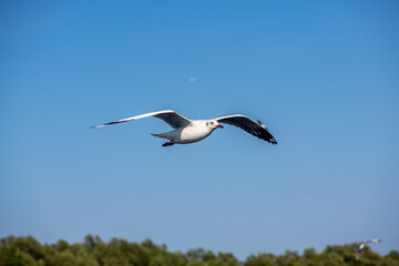 Seagulls flying on the beautiful blue sky, some chasing after food to eat at Bangpu, Samutprakarn in Thailand.