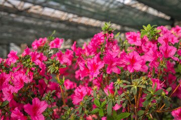 Obraz premium Azalea Flowers in a Greenhouse, blooming azalea