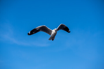 Seagulls flying on the beautiful blue sky, some chasing after food to eat at Bangpu, Samutprakarn in Thailand.
