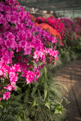  Vibrant Azalea Blossoms in a Greenhouse