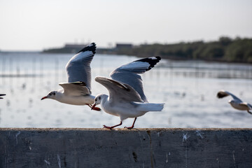 Seagulls standing on the rail, prepare to take off into the sea shore area or resting on the ramp.