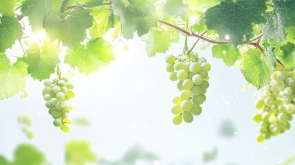 Crisp and vibrant green grapes on the vine, detailed with healthy leaves, floating on a white backdrop for freshness focus