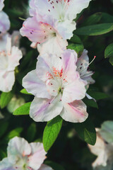 White Azalea Flowers in a Greenhouse