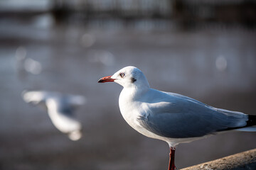 Seagulls standing on the rail, prepare to take off into the sea shore area or resting on the ramp.